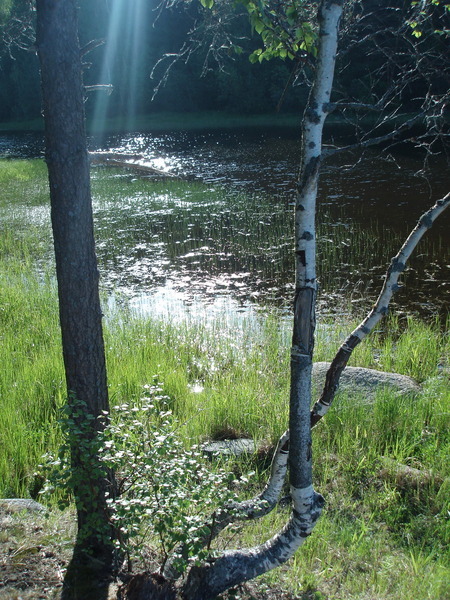 Березы у воды